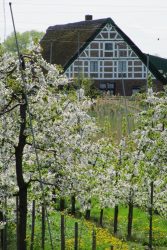 Reedgedecktes Haus