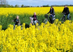 Familie auf Fahrrädern im blühenden Rapsfeld