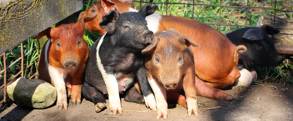 Mehrere Ferkel in der Sonne